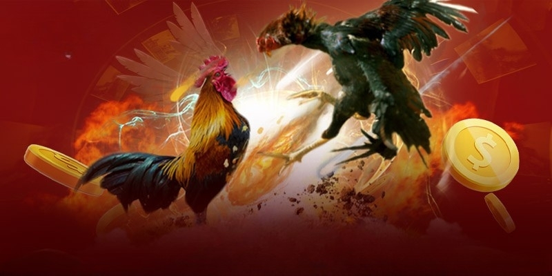 Đá gà F8BET